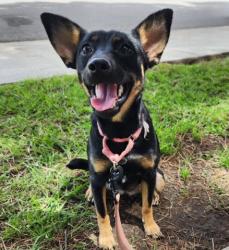 Shelter Stray Female Dog last seen Near E BELLE AVE, BAKERSFIELD CA 93308, 3951 Fruitvale Ave, Bakersfield, CA 93308, USA