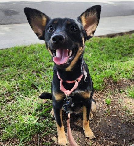 Shelter Stray Female Dog last seen Near E BELLE AVE, BAKERSFIELD CA 93308, 3951 Fruitvale Ave, Bakersfield, CA 93308, USA