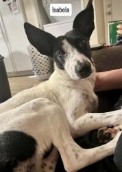 Shelter Stray Female Dog last seen Near BLOCK WEEDPATCH HWY, BAKERSFIELD CA 93307, 3951 Fruitvale Ave, Bakersfield, CA 93308, USA