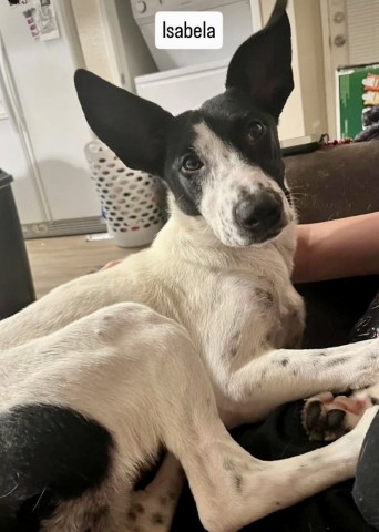 Shelter Stray Female Dog last seen Near BLOCK WEEDPATCH HWY, BAKERSFIELD CA 93307, 3951 Fruitvale Ave, Bakersfield, CA 93308, USA