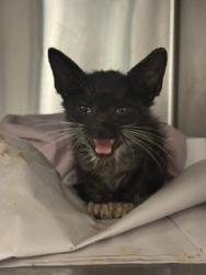 Shelter Stray Female Cat last seen Near BLOCK SW 27 TER, 3599 NW 79th Ave, Doral, FL 33122, USA