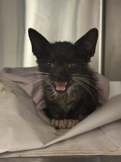 Shelter Stray Female Cat last seen Near BLOCK SW 27 TER, 3599 NW 79th Ave, Doral, FL 33122, USA