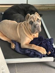Reunited Female Dog last seen Michigan st and Mayfair dr, Indianapolis, IN 46260