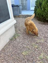 Lost Male Dog last seen Saint vitus, El Paso, TX 79936