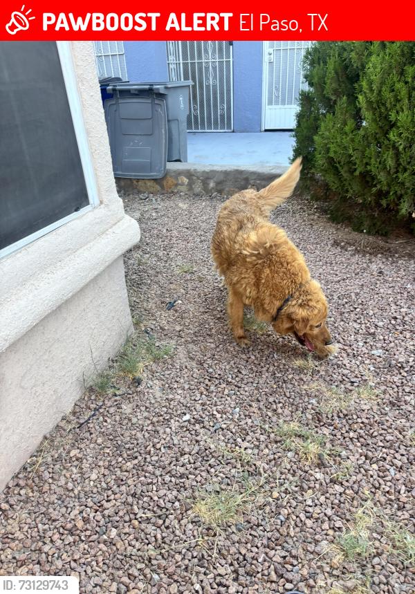 Lost Male Dog last seen Saint vitus, El Paso, TX 79936