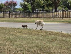 Lost Unknown Dog last seen Killeen Cemetary, Killeen, TX 76543