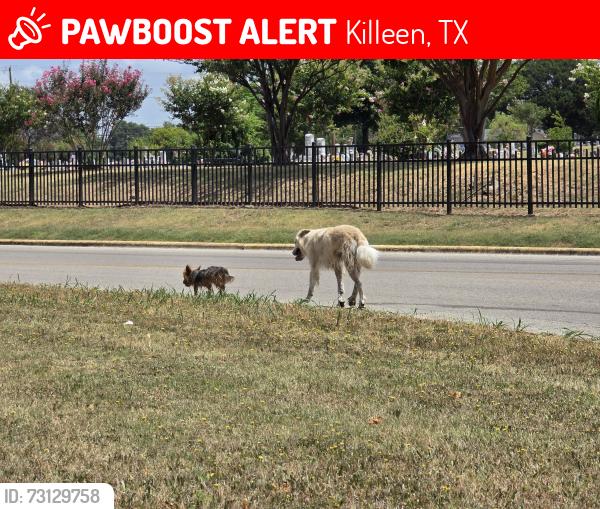 Lost Unknown Dog last seen Killeen Cemetary, Killeen, TX 76543