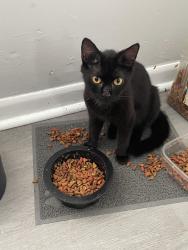 Found/Stray Female Cat last seen Arnold street and fletcher street, Maryville, TN 37804