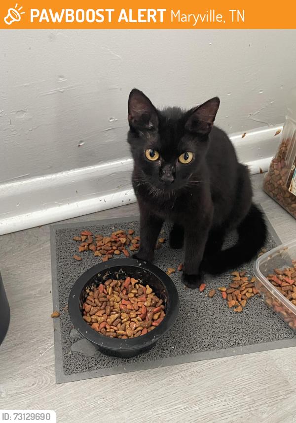 Found/Stray Female Cat last seen Arnold street and fletcher street, Maryville, TN 37804