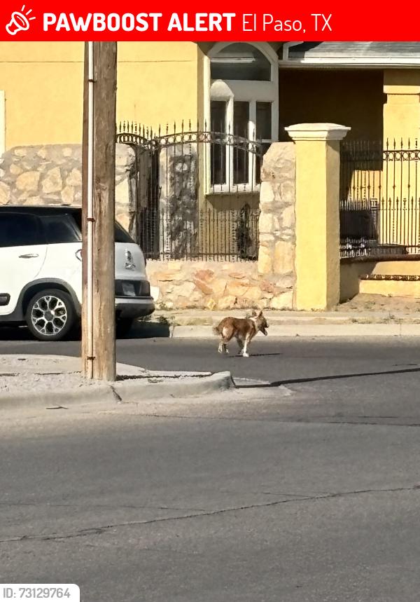 Lost Unknown Dog last seen Saint vitus, El Paso, TX 79936