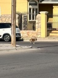 Lost Unknown Dog last seen Saint vitus, El Paso, TX 79936