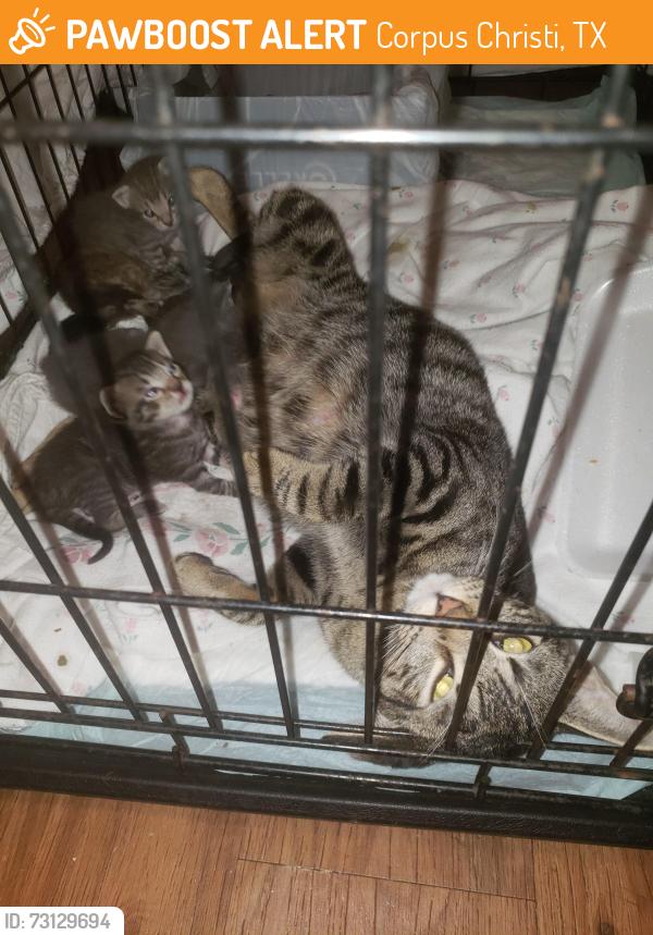 Found/Stray Female Cat last seen THE FOUNTAIN apmts, Corpus Christi, TX 78412