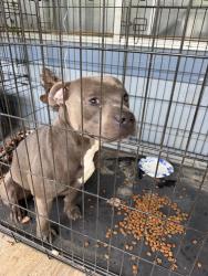 Reunited Male Dog last seen Lytle cove rd swannanoa, nc, Swannanoa, NC 28778