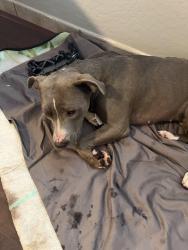 Found/Stray Female Dog last seen I-17 and Bell Road, Phoenix, AZ 85053