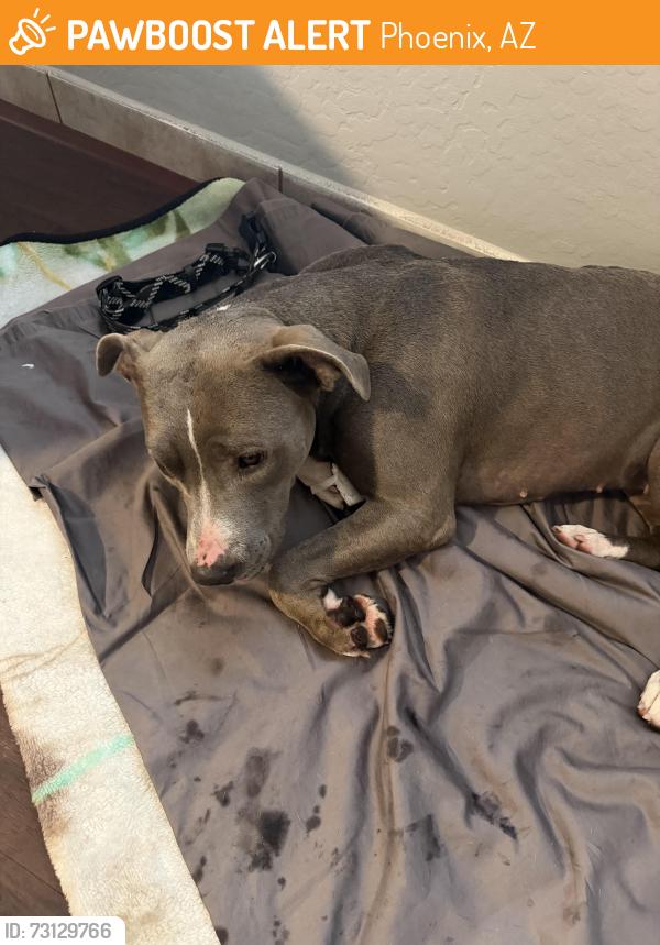 Found/Stray Female Dog last seen I-17 and Bell Road, Phoenix, AZ 85053