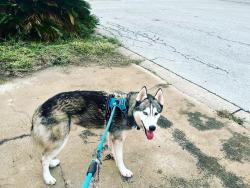 Reunited Male Dog last seen McAllen dog park, McAllen, TX 78501