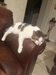 Lost Female Cat last seen Ibis grande blvd, West Palm Beach, FL 33412