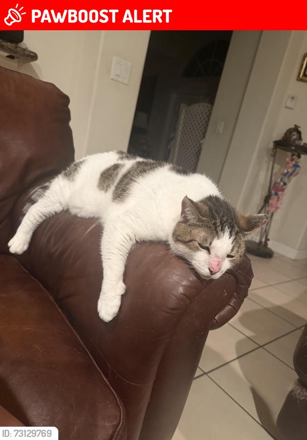 Lost Female Cat last seen Ibis grande blvd, West Palm Beach, FL 33412