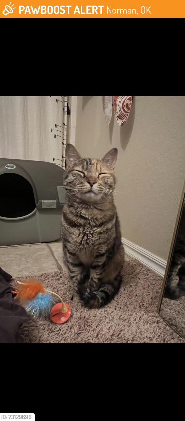 Found/Stray Female Cat last seen Indian hills and broadway, Norman, OK 73069