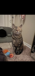Found/Stray Female Cat last seen Indian hills and broadway, Norman, OK 73069