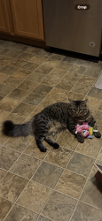 Lost Male Cat last seen Southworth Drive, Port Orchard, WA 98366