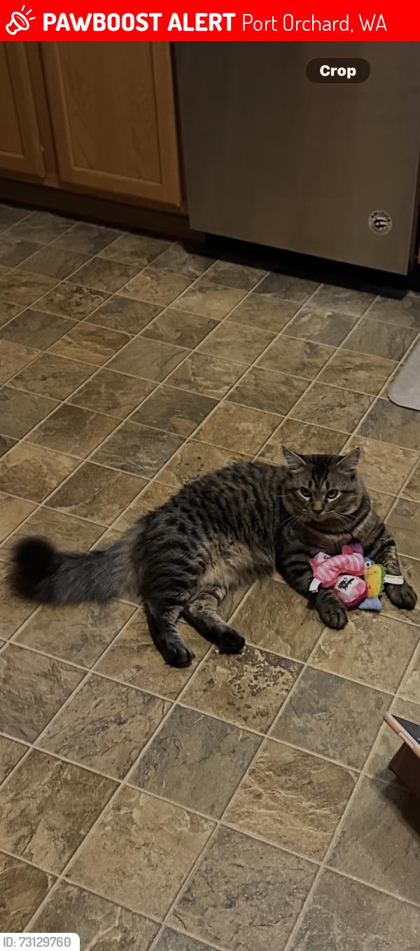 Lost Male Cat last seen Southworth Drive, Port Orchard, WA 98366