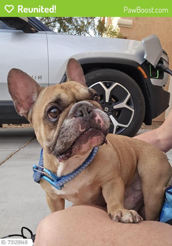 Reunited Male Dog last seen Mt. Edge Pkwy at Valla Community, Enterprise, NV 89178