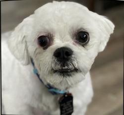 Reunited Male Dog last seen Memorial and mackinaw, Calumet City, IL 60409