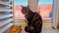 Lost Female Cat last seen Holmesdale road, sevenoaks, Kent, England 