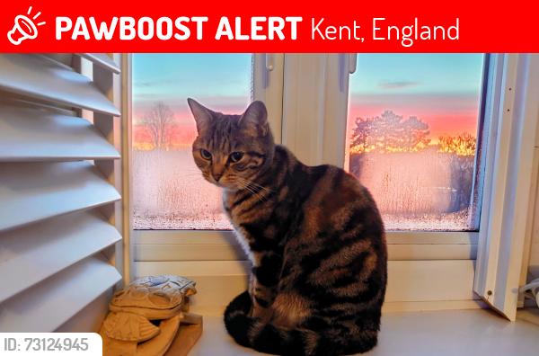 Lost Female Cat last seen Holmesdale road, sevenoaks, Kent, England 