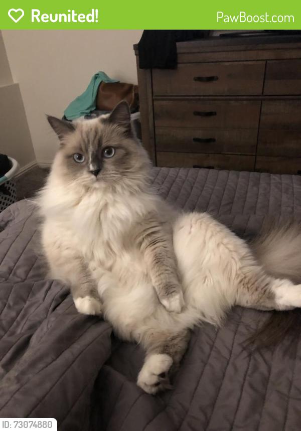 Reunited Female Cat last seen NE Cherry Dr, Haven apmts at Orenco, near building A., Hillsboro, OR 97124