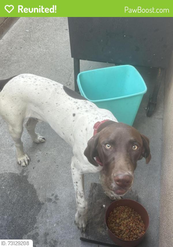 Reunited Male Dog last seen near the old cvs, La Puente, CA 91746