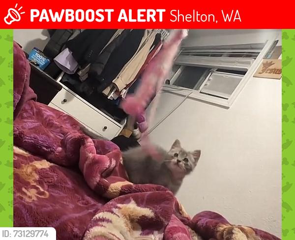 Lost Female Cat last seen Near Shelton Airport, Shelton, WA 98584