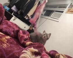 Lost Female Cat last seen Near Shelton Airport, Shelton, WA 98584