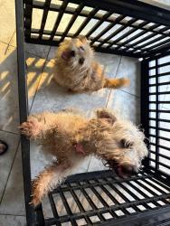 Found/Stray Unknown Dog last seen Hemphill / Linacre Dr, Crowley, TX 76036