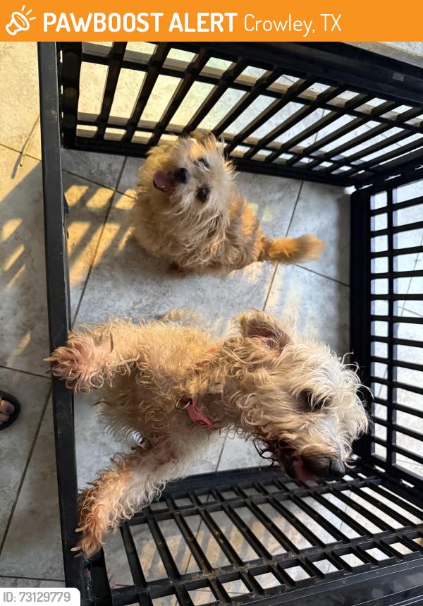 Found/Stray Unknown Dog last seen Hemphill / Linacre Dr, Crowley, TX 76036
