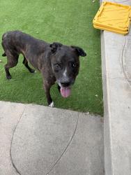 Found/Stray Male Dog last seen Iris avenue & auburn blvd, Sacramento, CA 95821