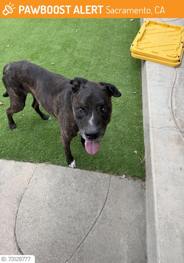 Found/Stray Male Dog last seen Iris avenue & auburn blvd, Sacramento, CA 95821
