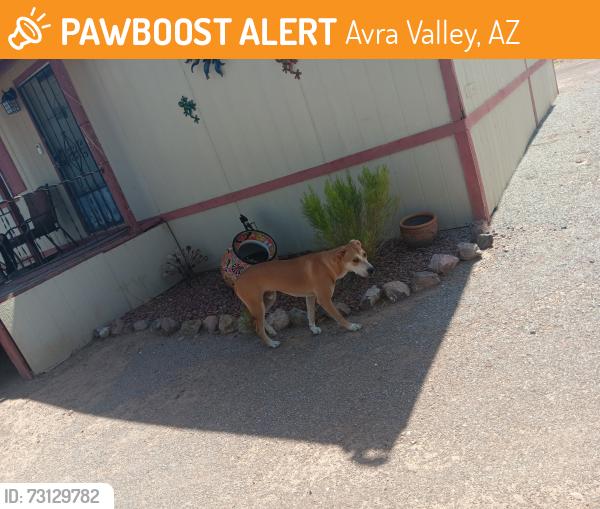Found/Stray Male Dog last seen Cocio rd Marana, Avra Valley, AZ 85653