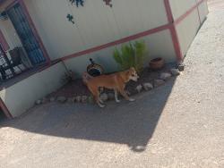 Found/Stray Male Dog last seen Cocio rd Marana, Avra Valley, AZ 85653