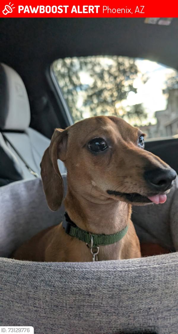 Lost Male Dog last seen 15ave indian school, Phoenix, AZ 85015