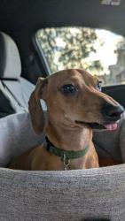 Lost Male Dog last seen 15ave indian school, Phoenix, AZ 85015