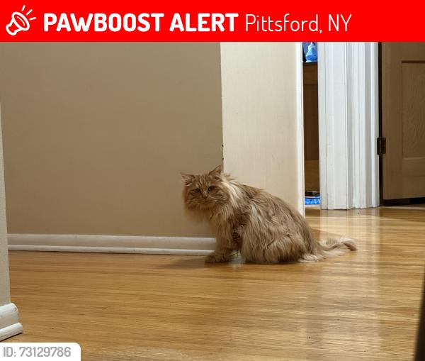 Lost Male Cat last seen Near shire oaks Dr., Pittsford, NY 14534