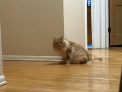 Lost Male Cat last seen Near shire oaks Dr., Pittsford, NY 14534