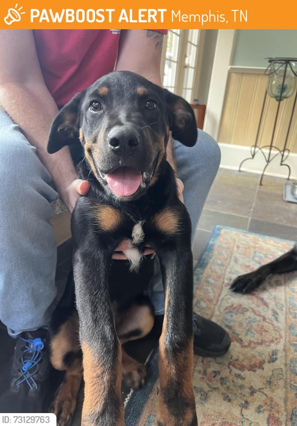Found/Stray Male Dog last seen Cherry and Audobon Dr, Memphis, TN 38111