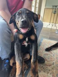 Found/Stray Male Dog last seen Cherry and Audobon Dr, Memphis, TN 38111