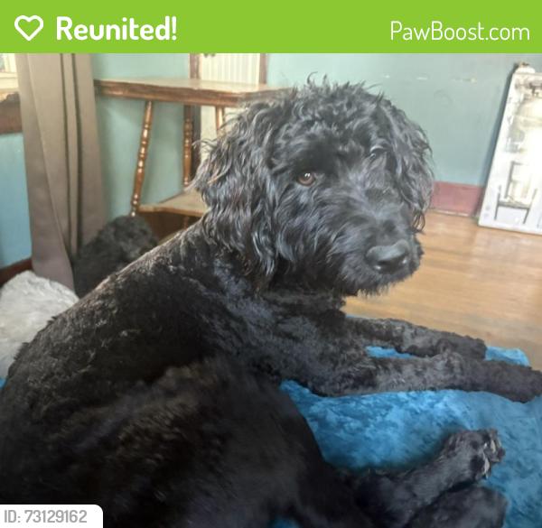 Reunited Female Dog last seen Goodwin and Hill, Montgomery, IL 60538