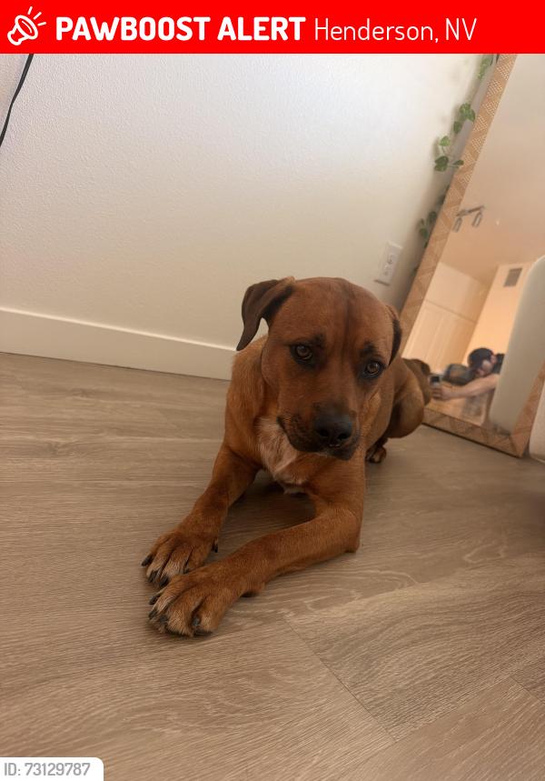 Lost Female Dog last seen Wigwam and Stephanie. Near Castile apmts, Henderson, NV 89012