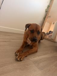 Lost Female Dog last seen Wigwam and Stephanie. Near Castile apmts, Henderson, NV 89012