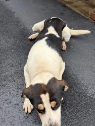 Found/Stray Male Dog last seen Valley Street, Marion, NC 28752
